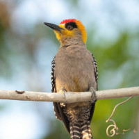 Golden-cheeked Woodpecker